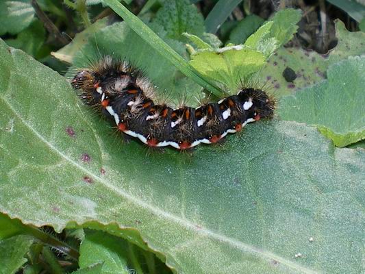 Bruco di Acronicta rumicis